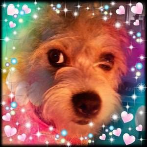 Meet your Posher, Annie